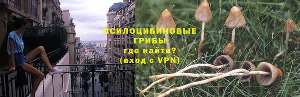 стаф Алзамай